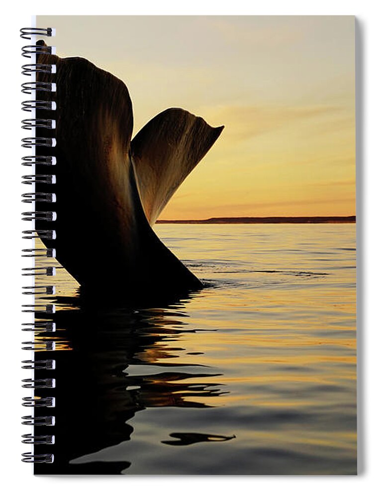 00586953 Spiral Notebook featuring the photograph Right Whale Sailing At Sunset #4 by Hiroya Minakuchi