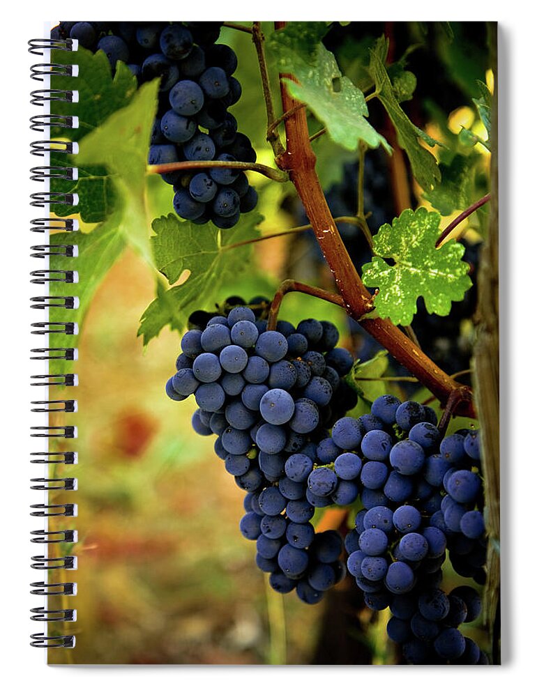 Sonoma County Spiral Notebook featuring the photograph Ripe Grapes #4 by Thepalmer