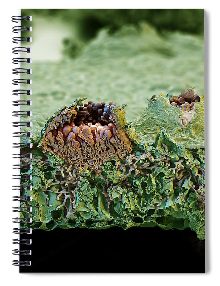 Asian Soybean Rust Spiral Notebook featuring the photograph Soybean Leaf Infected With Rust Fungus #4 by Meckes/ottawa