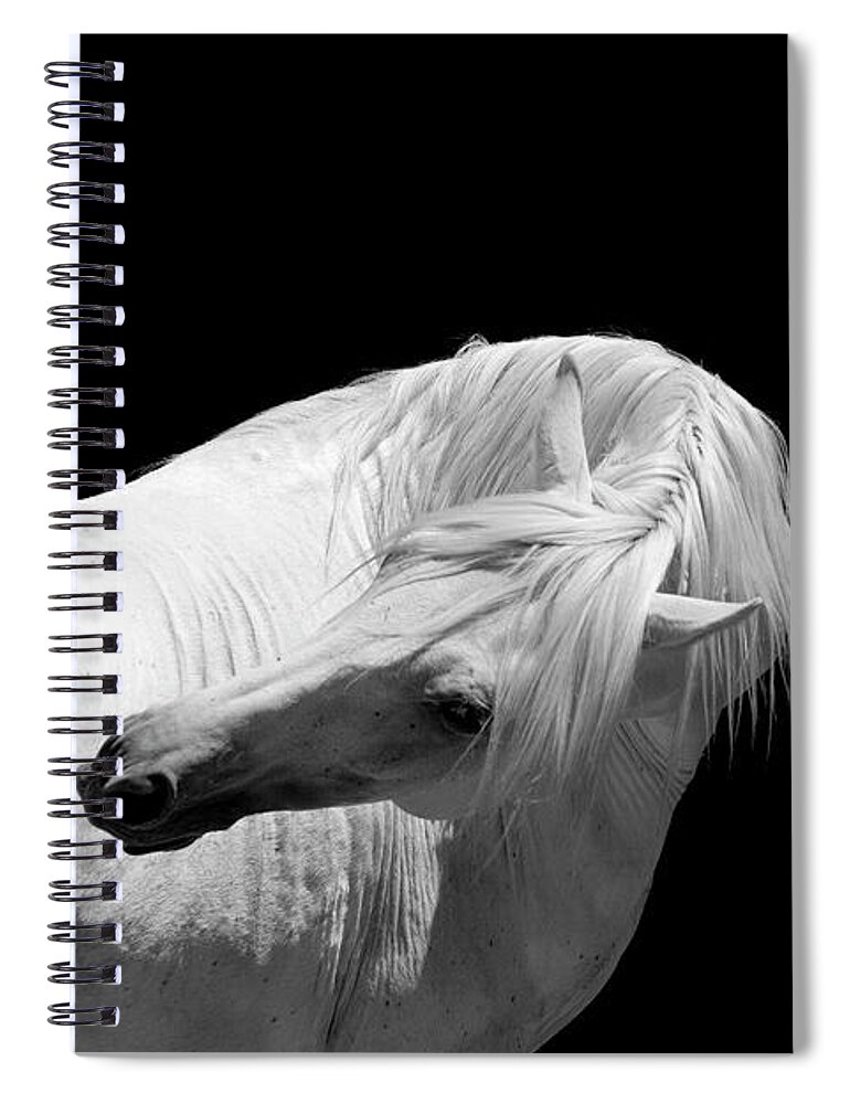 Horse Spiral Notebook featuring the photograph White Stallion Horse Andalusian Bw #4 by 66north