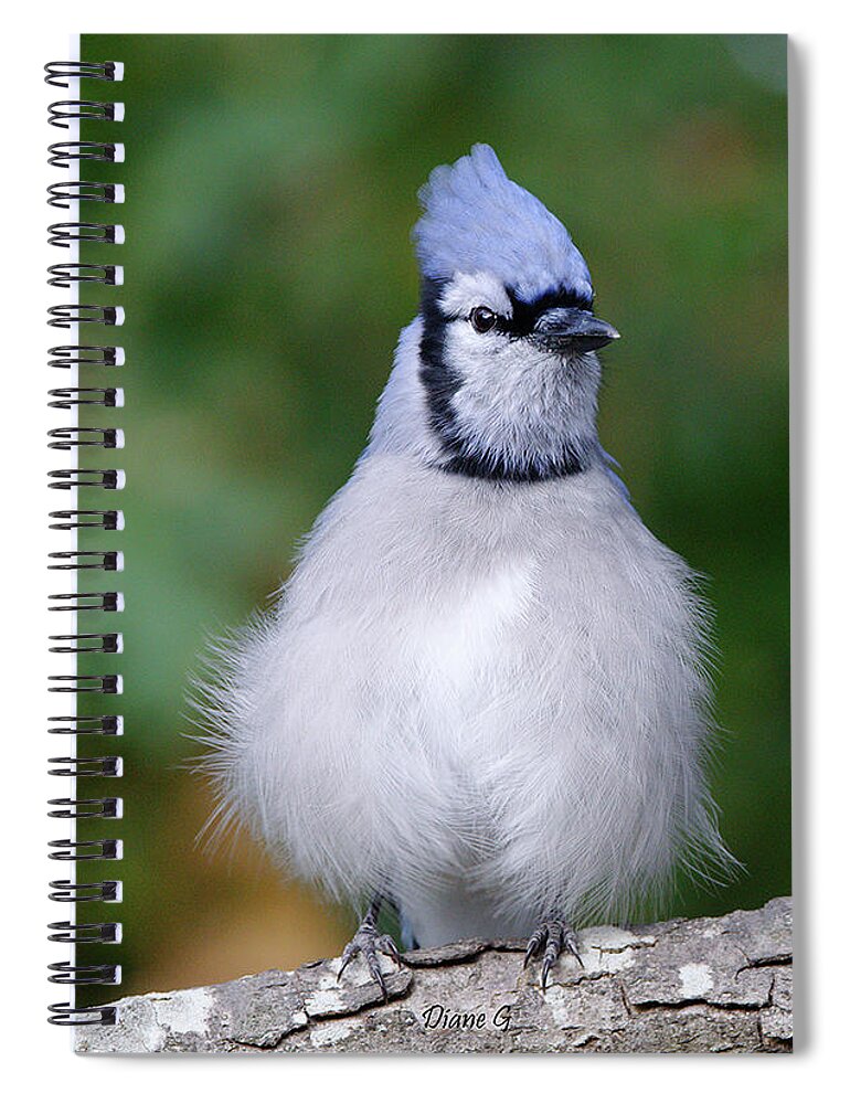 Blue Jay Spiral Notebook featuring the photograph Blue Jay #5 by Diane Giurco
