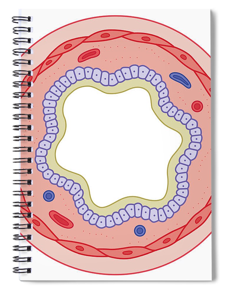 Human Lung Spiral Notebook featuring the digital art Cross Section Biomedical Illustration #5 by Dorling Kindersley