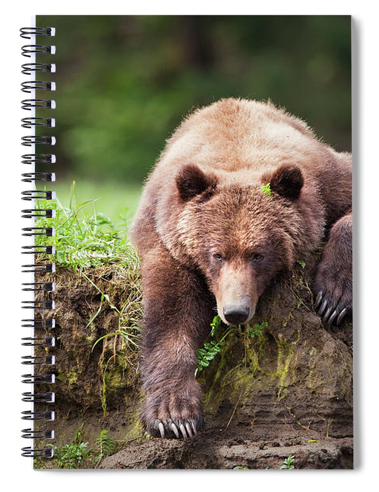 Brown Bear Spiral Notebook featuring the photograph Grizzly Bear Ursus Arctos Horribilis #5 by Richard Wear / Design Pics