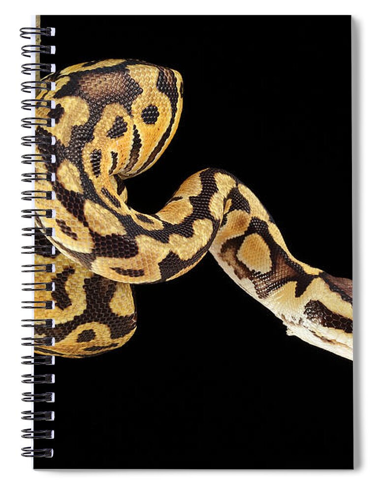 Africa Wildlife Spiral Notebook featuring the photograph Ball Python Python Regius #6 by David Kenny