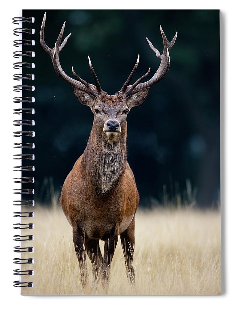 Rutting Spiral Notebook featuring the photograph Red Deer by Damiankuzdak