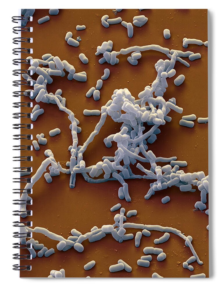 Actinobacteria Spiral Notebook featuring the photograph Streptomyces Sp., Sem #6 by Meckes/ottawa
