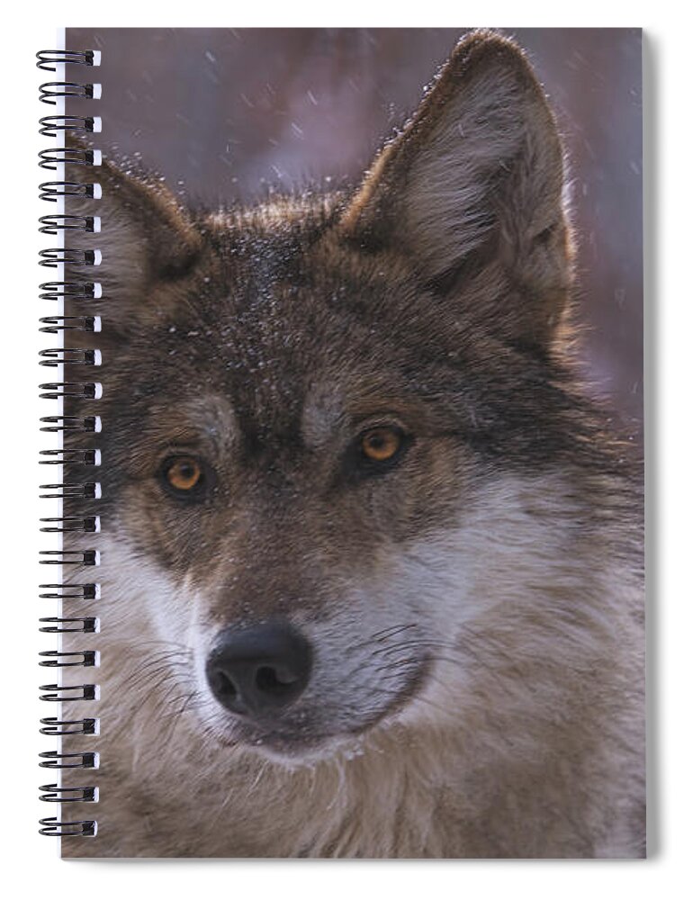 Animal Spiral Notebook featuring the photograph Wolf #6 by Brian Cross