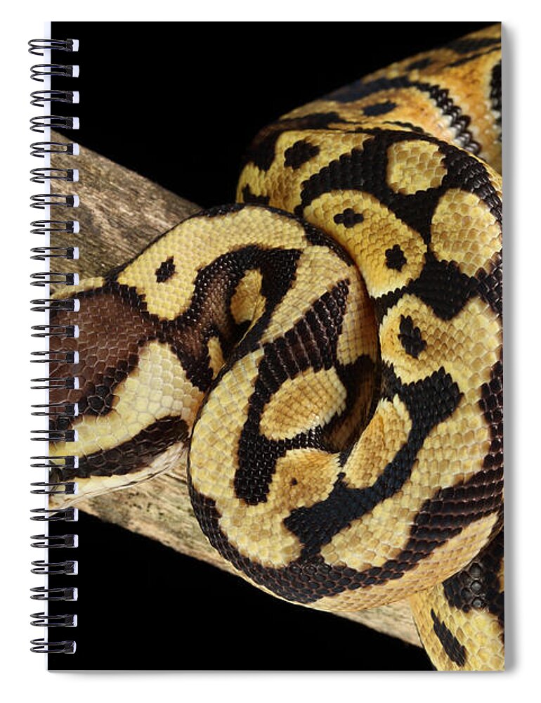 Africa Wildlife Spiral Notebook featuring the photograph Ball Python Python Regius #7 by David Kenny