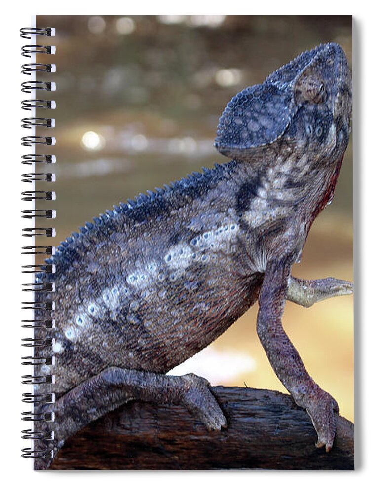  Spiral Notebook featuring the photograph 7 by Eric Pengelly