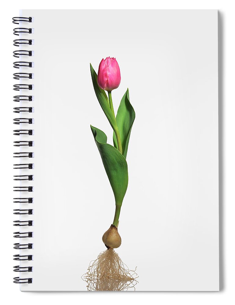 White Background Spiral Notebook featuring the photograph Form #7 by Kei Uesugi