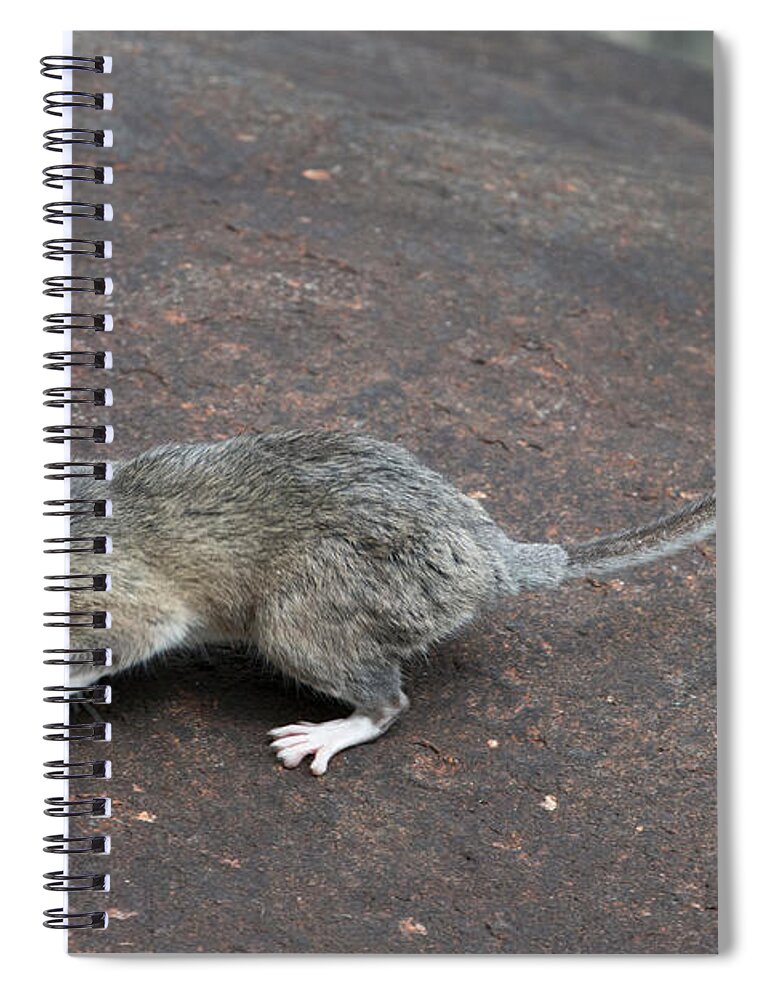 Allegheny Woodrat Spiral Notebook featuring the photograph Allegheny Woodrat Neotoma Magister by David Kenny