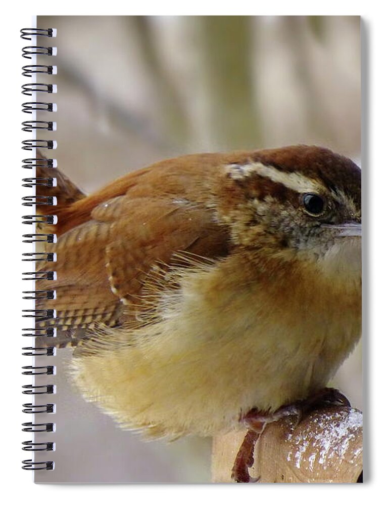 Bird Spiral Notebook featuring the photograph A Bit Cold for Carolina Wren by Lyuba Filatova