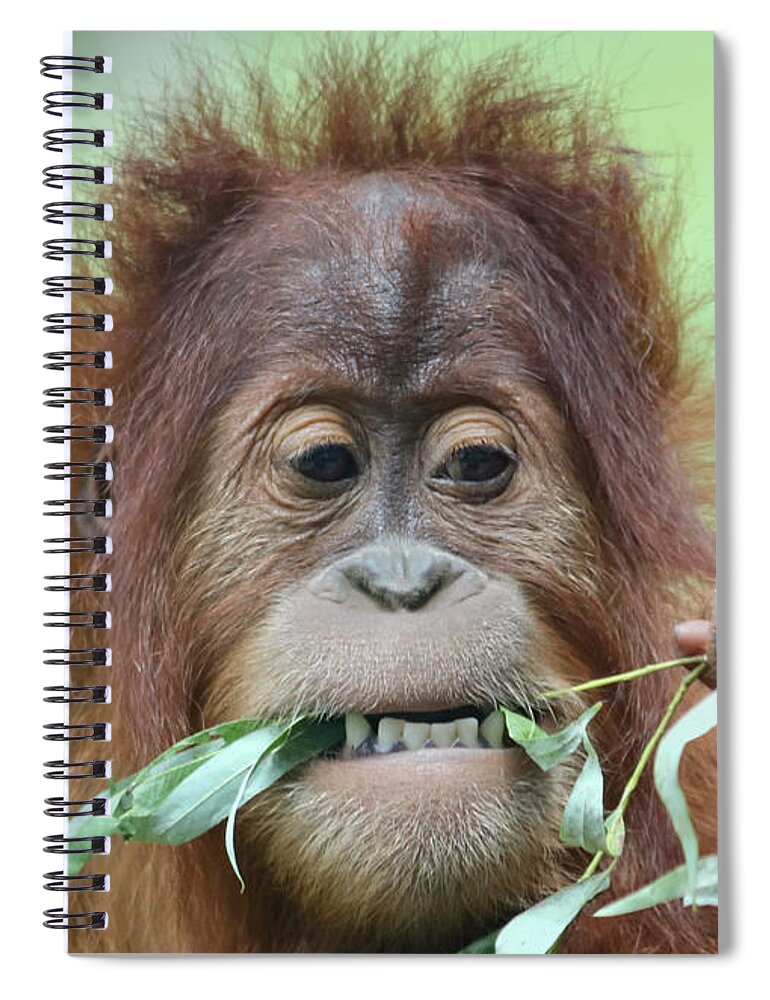 Animal Spiral Notebook featuring the photograph A Close Portrait of a Young Orangutan Eating Leaves by Derrick Neill