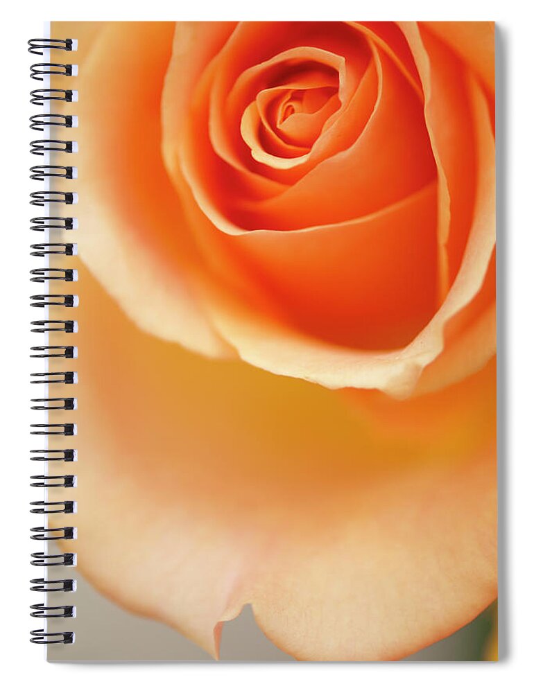 Rockville Spiral Notebook featuring the photograph A Close-up Of Peach Rose Flower by Maria Mosolova