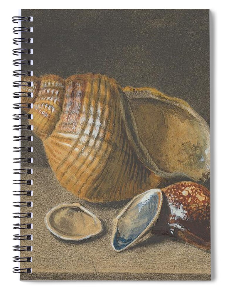 Seashell Spiral Notebook featuring the painting A Cowrie, and a Larger and Two Smaller Shells Anonymous by MotionAge Designs
