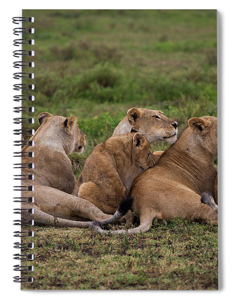 Scenics Spiral Notebook featuring the photograph A Family Of A Lion And Her Cubs On The by Mint Images - Art Wolfe