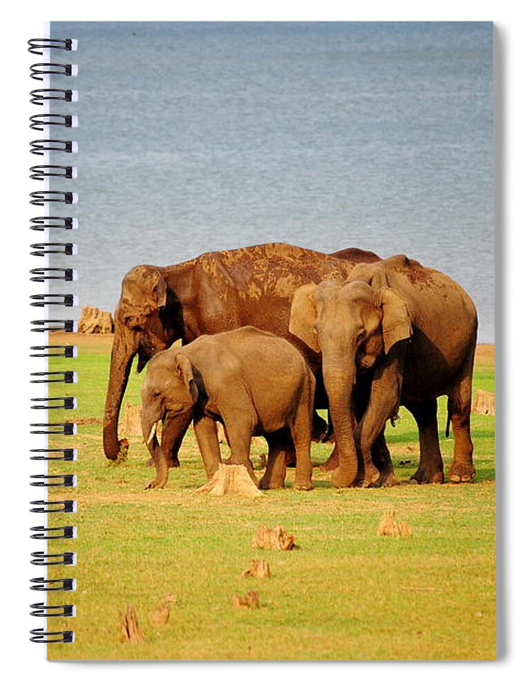 Water's Edge Spiral Notebook featuring the photograph A Family Of Asiatic Elephants by Mayank Pandey Fotografi'