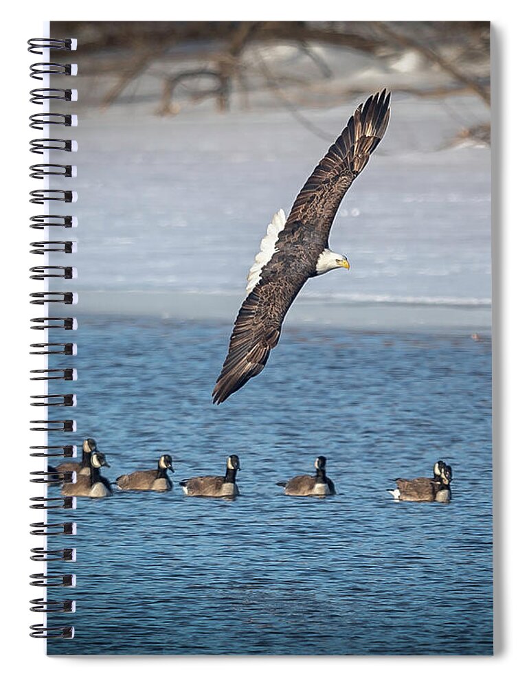 Eagle Spiral Notebook featuring the photograph A Gaggle by Laura Hedien