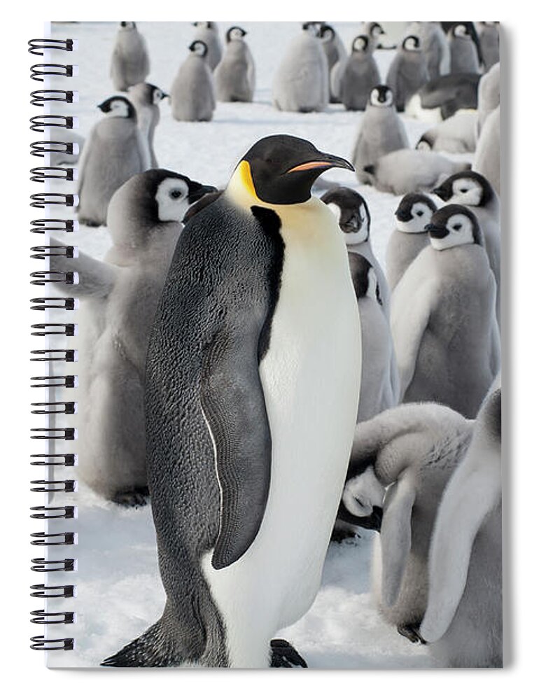 Emperor Penguin Spiral Notebook featuring the photograph A Group Of Emperor Penguins, One Adult by Mint Images - David Schultz