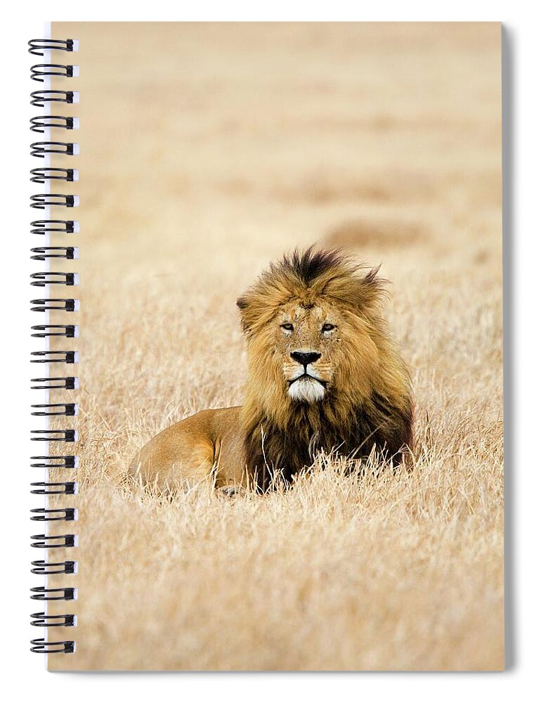Grass Spiral Notebook featuring the photograph A Lion by Sean Russell
