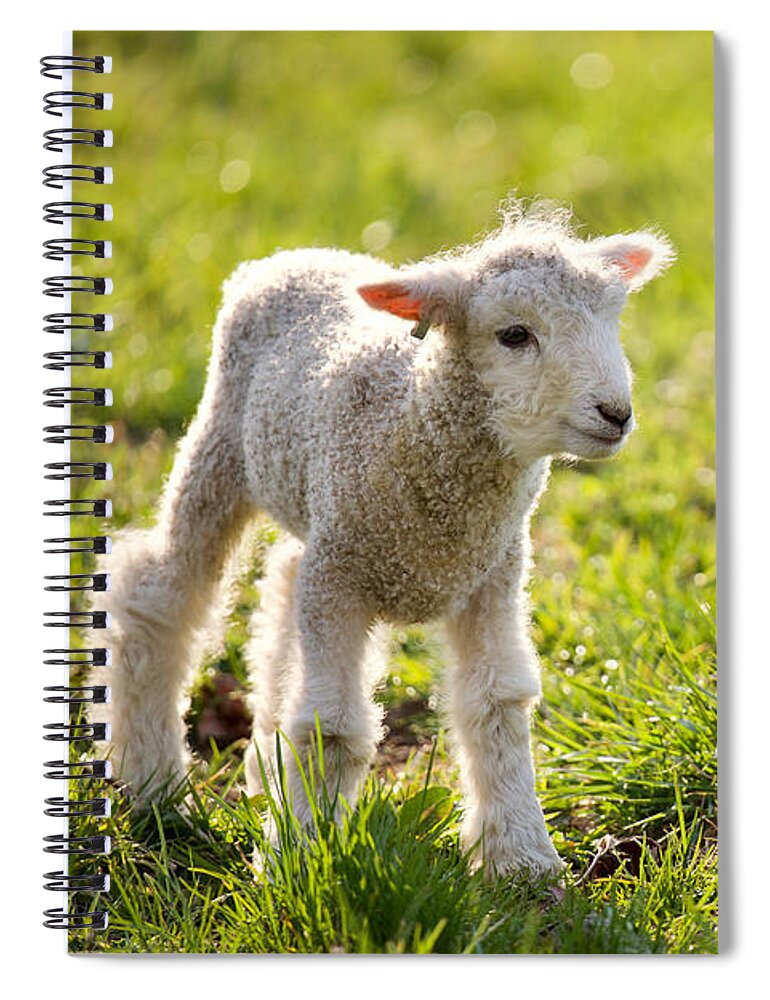 Lamb Spiral Notebook featuring the photograph A Little Leicester Longwool Lamb by Rachel Morrison