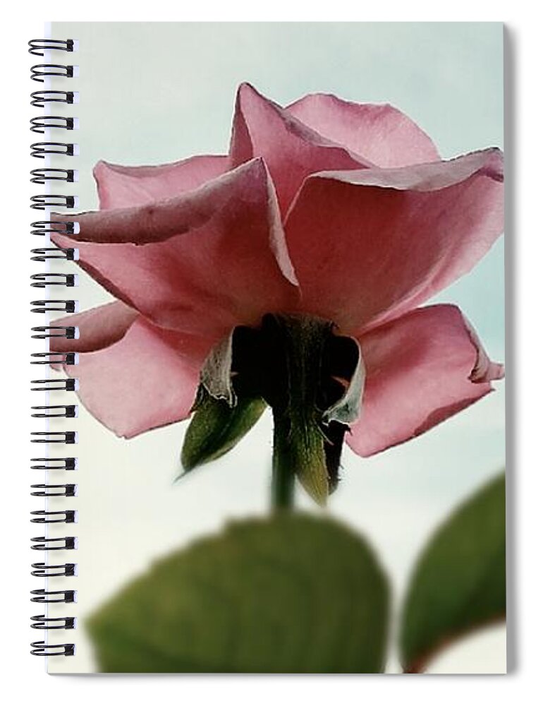 Rose Spiral Notebook featuring the photograph A New Rose Perspective by Alexis King-Glandon