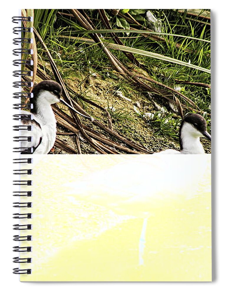 Avocet Spiral Notebook featuring the photograph A Pair Of Avocet by Jeff Townsend