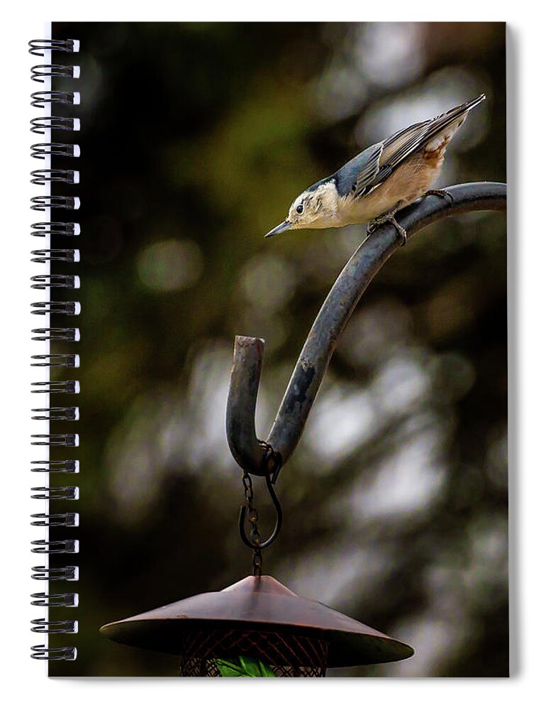 Passeriformes Spiral Notebook featuring the photograph A Rare Pause by Onyonet Photo studios