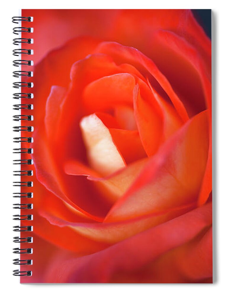 Petal Spiral Notebook featuring the photograph A Red Rose, Extreme Close Up, Selective by Tobias Titz
