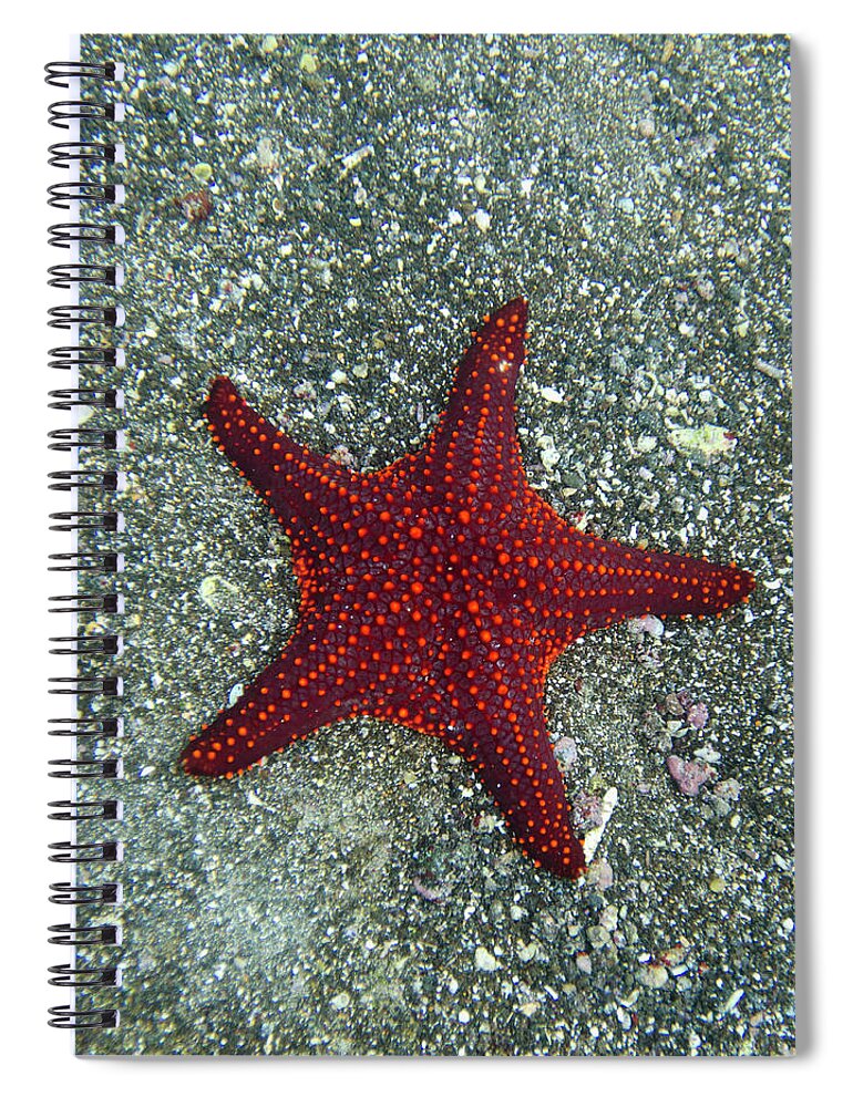 Underwater Spiral Notebook featuring the photograph A Red Starfish by Keith Levit / Design Pics