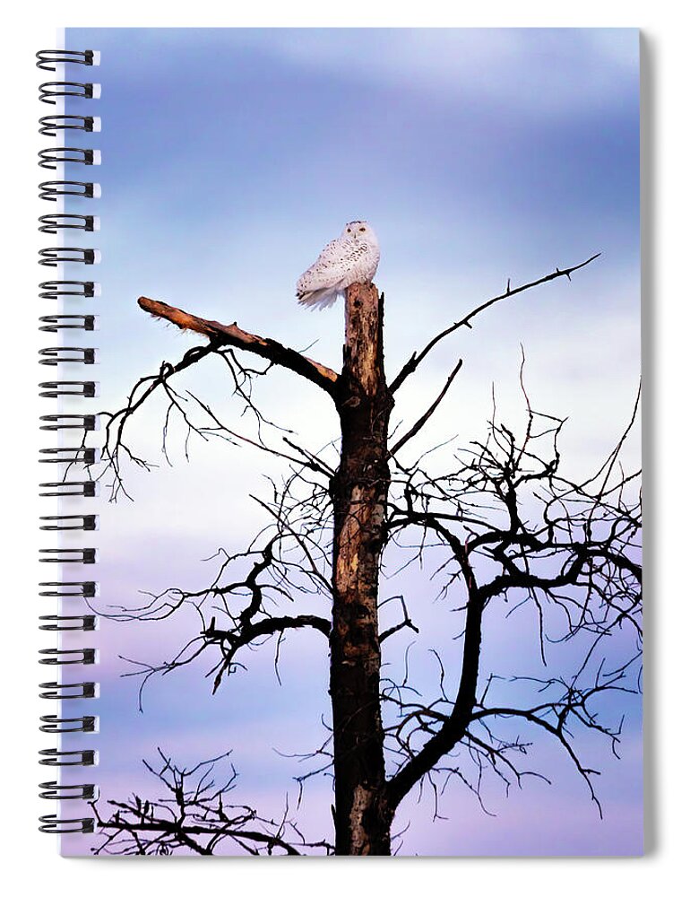 Snowy Owl Spiral Notebook featuring the photograph A Snowy Sunset by Susan Rissi Tregoning