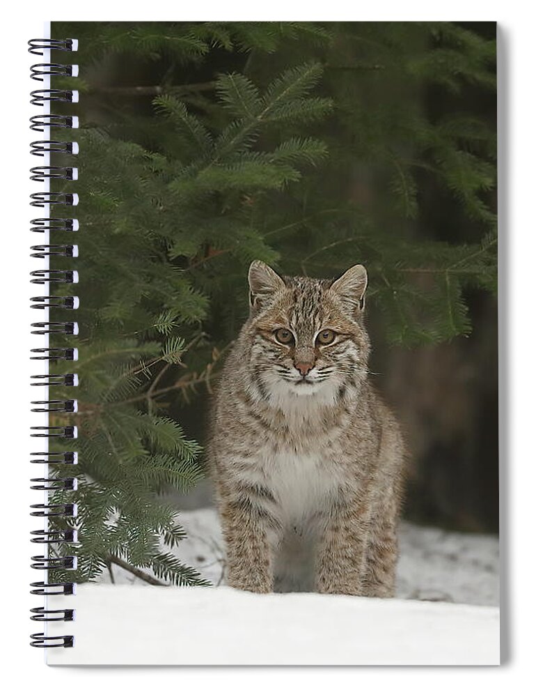 Bobcat Spiral Notebook featuring the photograph A Stare Down by Duane Cross