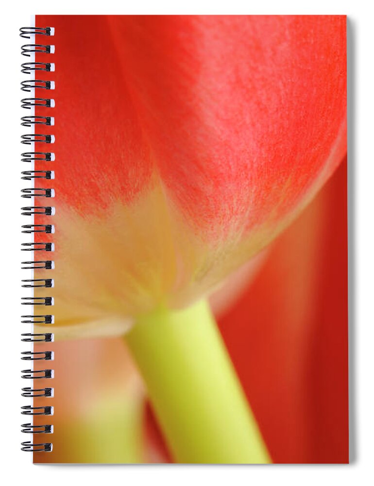 Bud Spiral Notebook featuring the photograph Abstract Spring Tulips Full Frame Macro by Jpecha