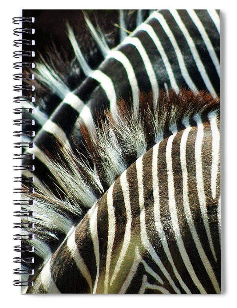 Animal Themes Spiral Notebook featuring the photograph Abstract Zoobras by Creativity+ Timothy K. Hamilton