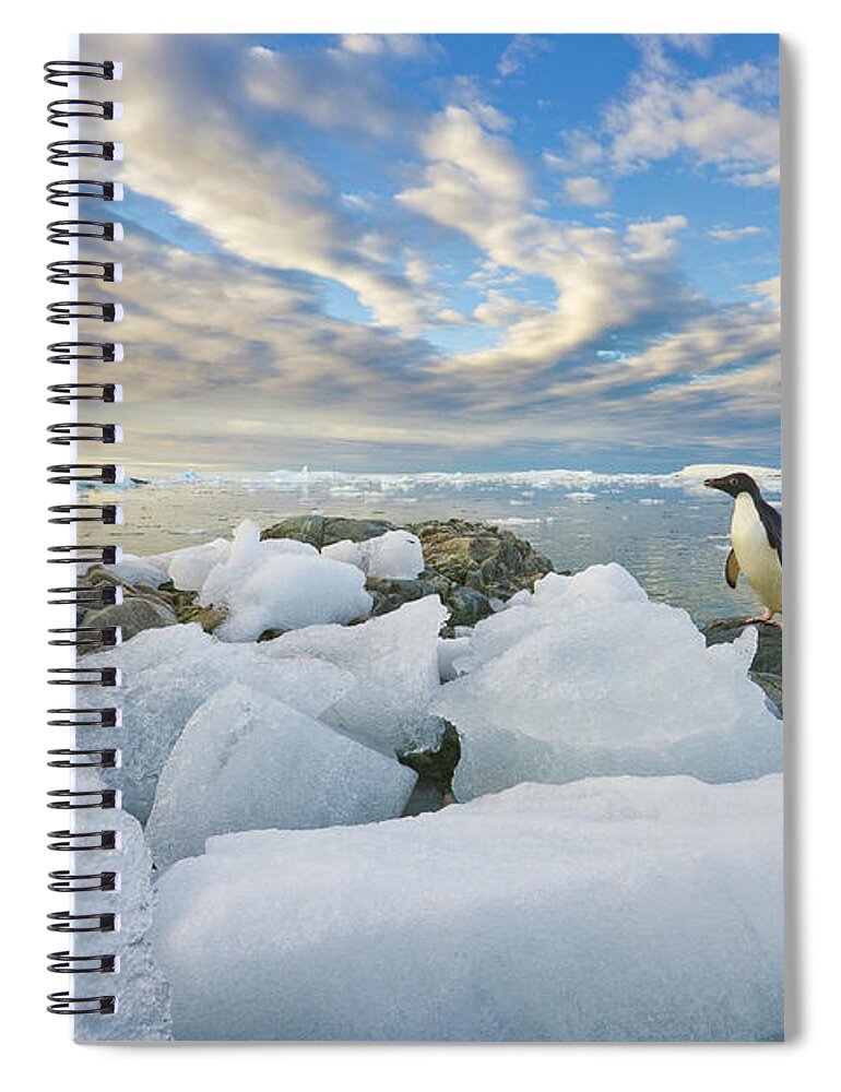 Snow Spiral Notebook featuring the photograph Adelie Penguins, Holtedehl Bay by Eastcott Momatiuk