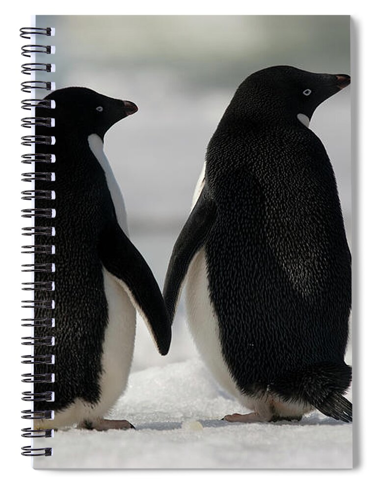 Vertebrate Spiral Notebook featuring the photograph Adelie Penguins Standing Side By Side by Mint Images - Art Wolfe