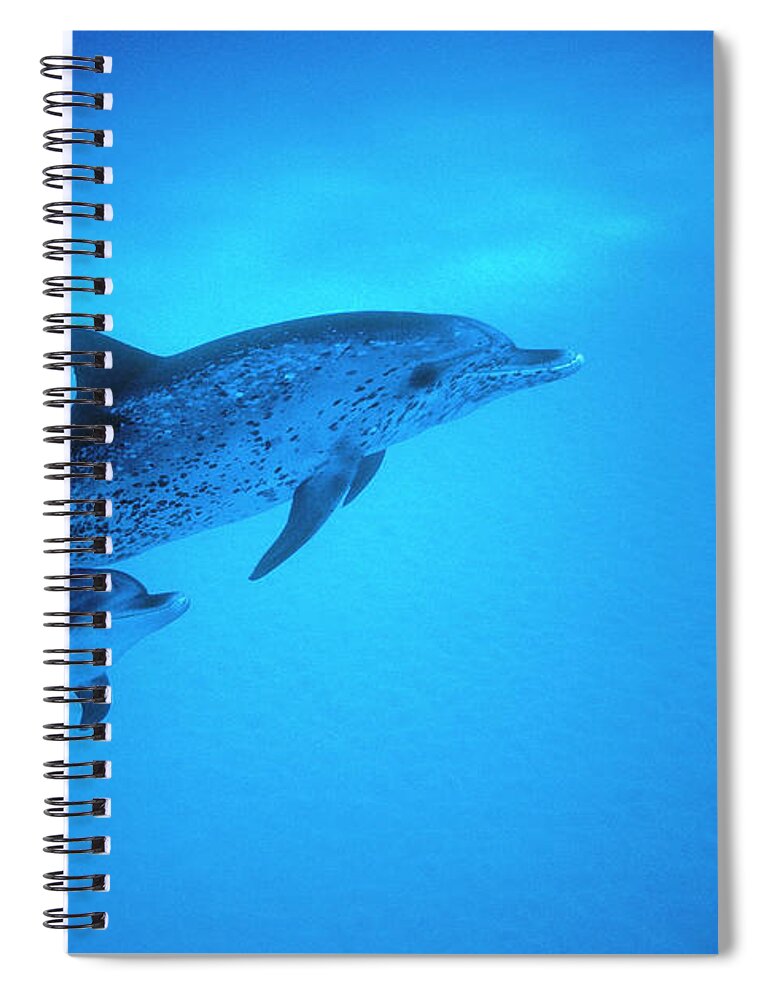 Underwater Spiral Notebook featuring the photograph Adult And Baby Atlantic Spotted by Georgette Douwma