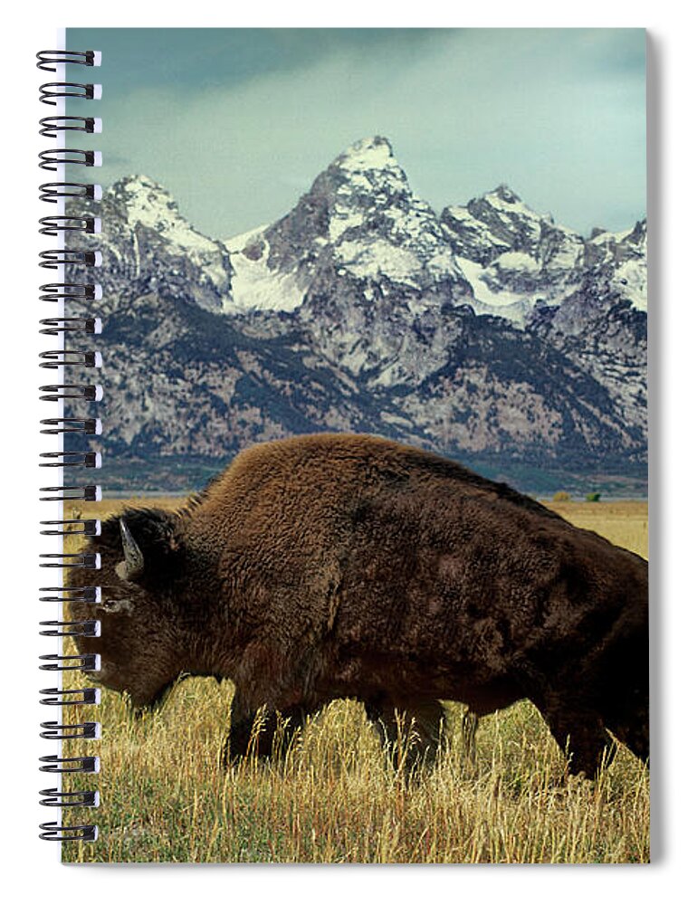 Dave Welling Spiral Notebook featuring the photograph Adult Bison Bison Bison Wild Wyoming by Dave Welling