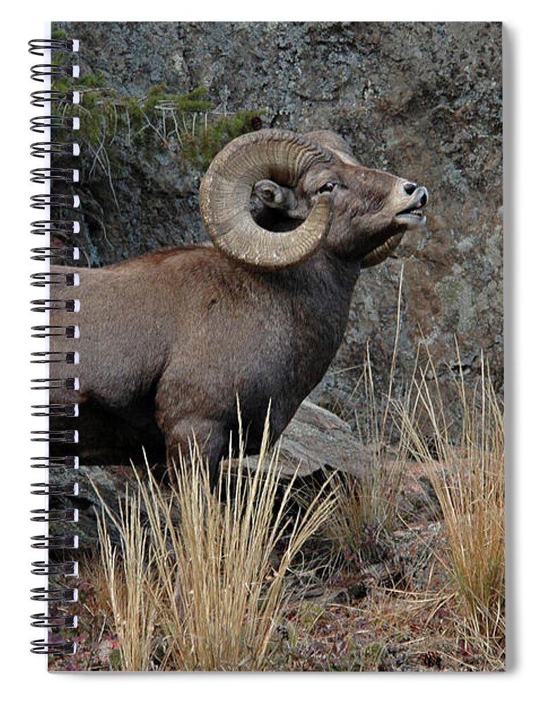 Horned Spiral Notebook featuring the photograph Adult Male Rocky Mountain Bighorn Ram by Jskiba