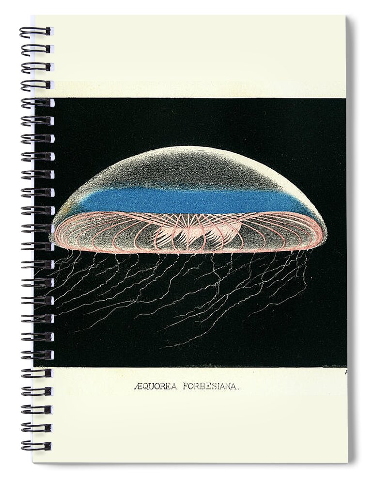 Æquorea Forbesiana Spiral Notebook featuring the mixed media Aequorea Forbesiana by Philip Henry Gosse