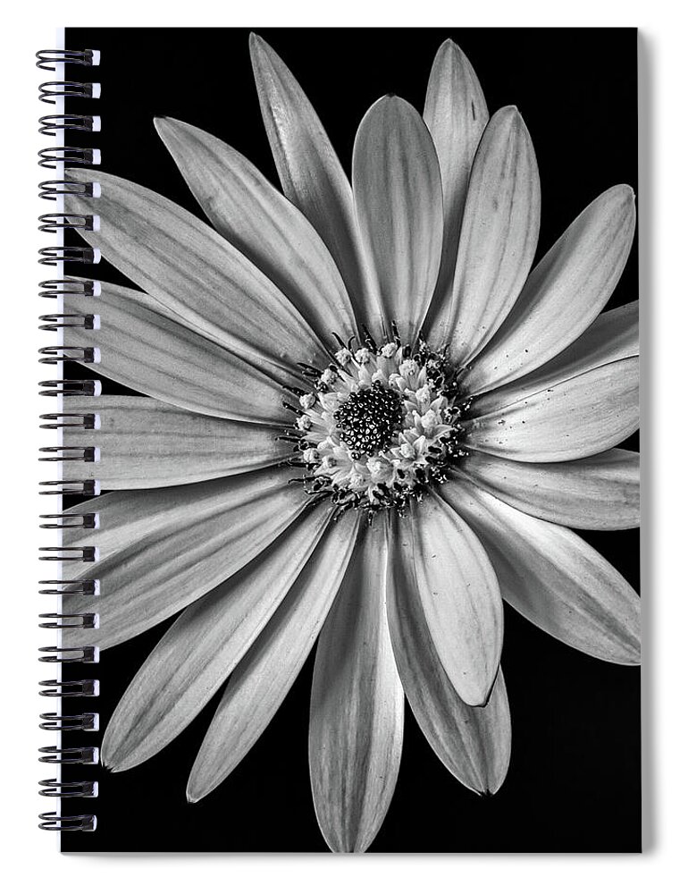 Osteospermum Spiral Notebook featuring the photograph African Daisy 1 by Nigel R Bell