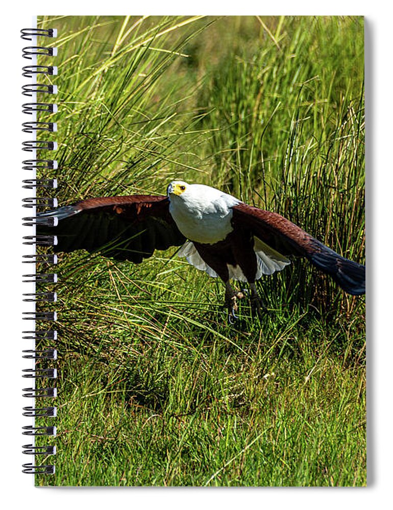 Africa Spiral Notebook featuring the photograph African Fish Eagle by Douglas Wielfaert