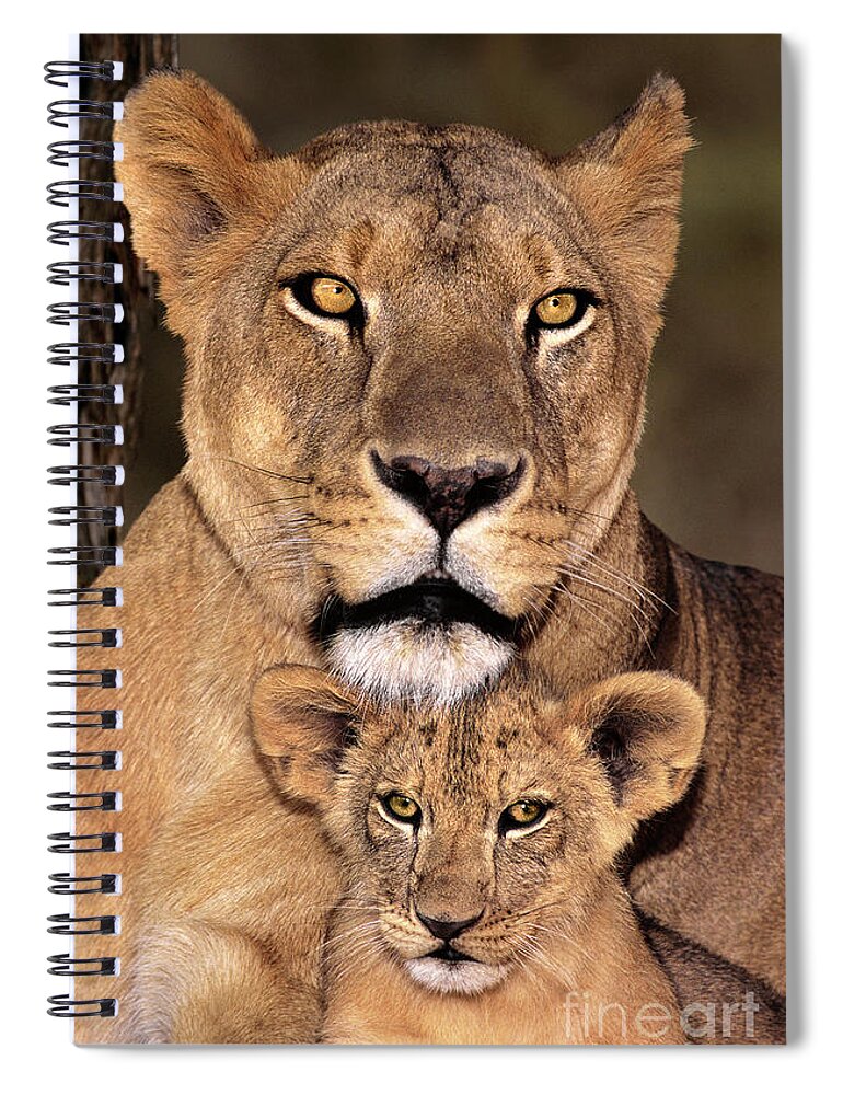 African Lion Spiral Notebook featuring the photograph African Lions Parenthood Wildlife Rescue by Dave Welling