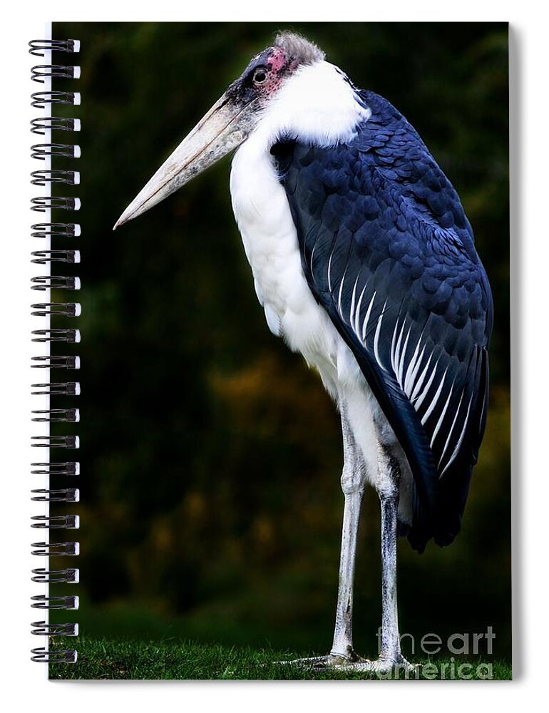 Bird Spiral Notebook featuring the photograph African Marabou Stork by Elaine Manley