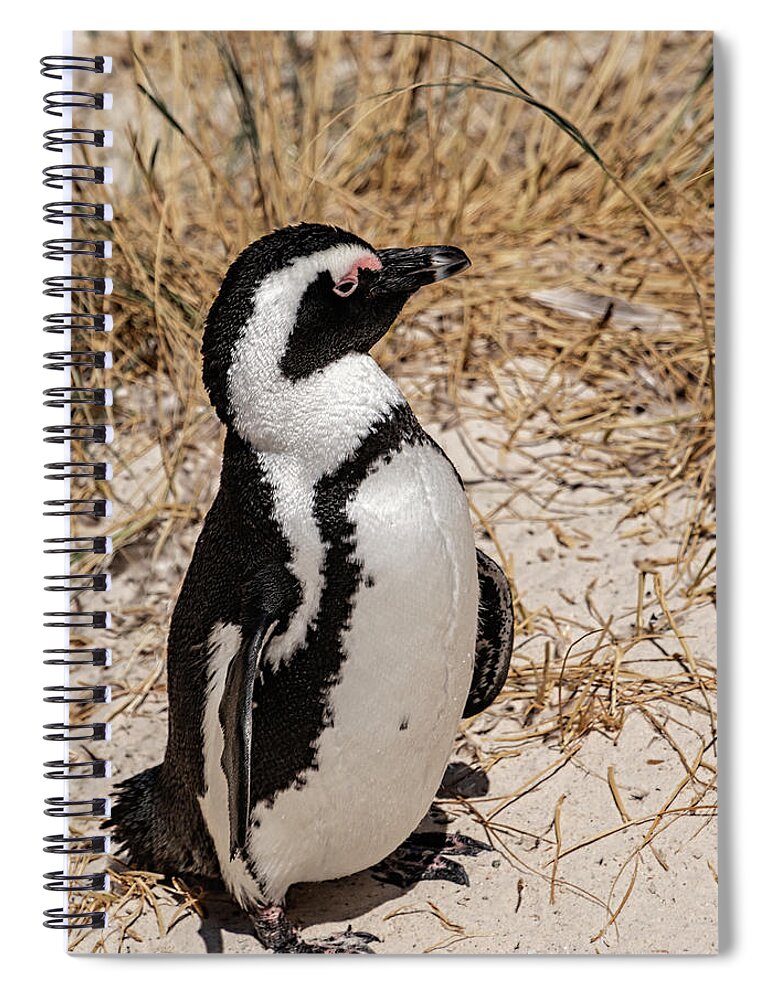 Wildlife Spiral Notebook featuring the photograph African Penguin by Robert Bolla