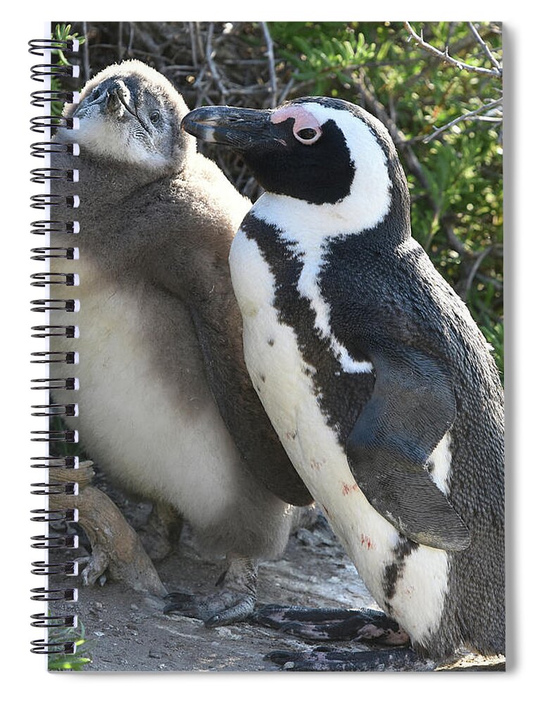Penguin Spiral Notebook featuring the photograph African Penguin with Chick by Ben Foster