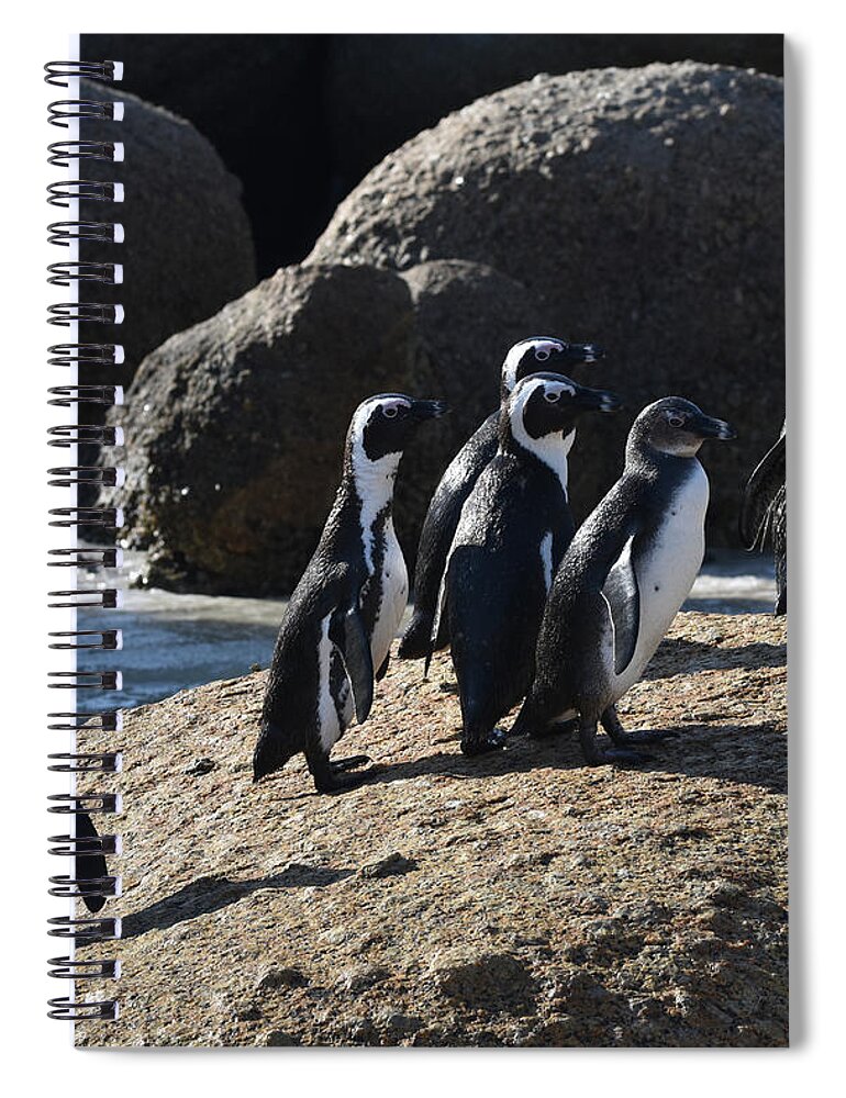 Penguin Spiral Notebook featuring the photograph African Penguins by Ben Foster