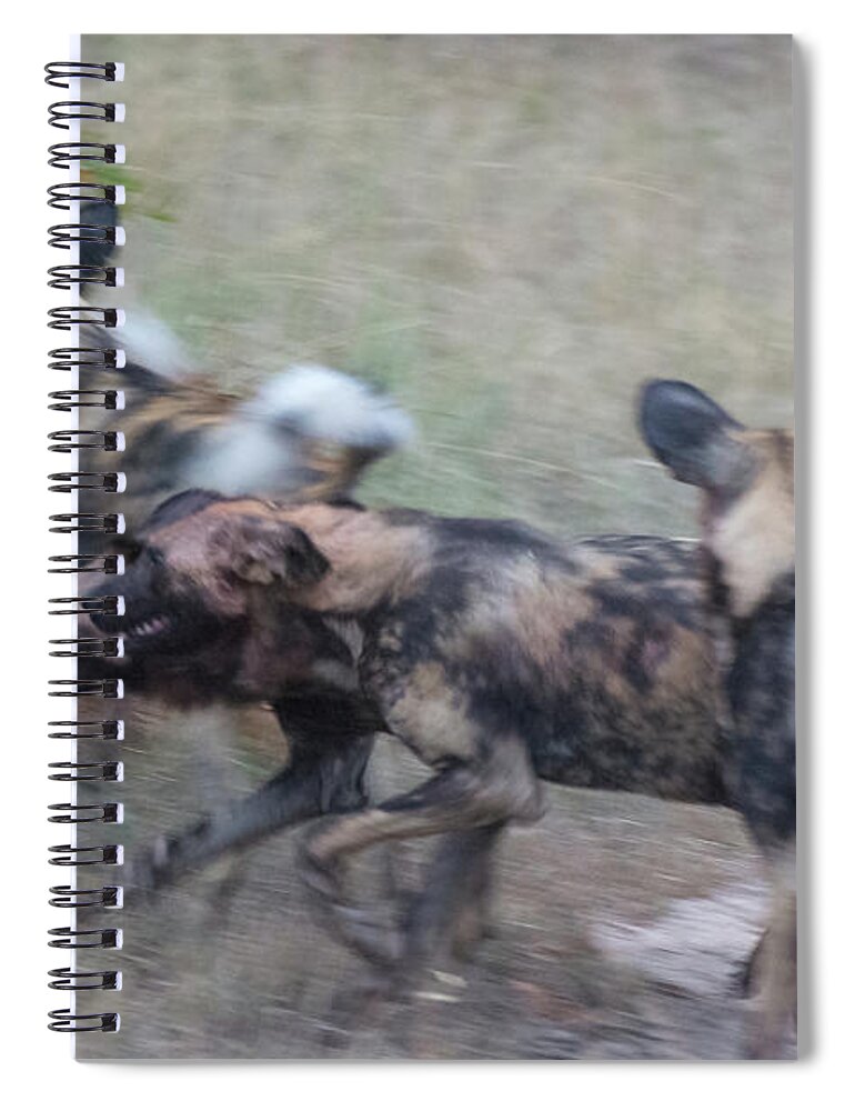 Lycaon Pictus Spiral Notebook featuring the photograph African Wild Dogs Running by Mark Hunter