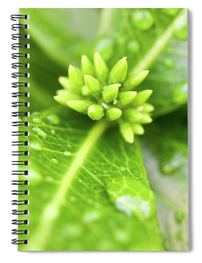 Greenery Spiral Notebook featuring the photograph After the Rainstorm by Mary Anne Delgado