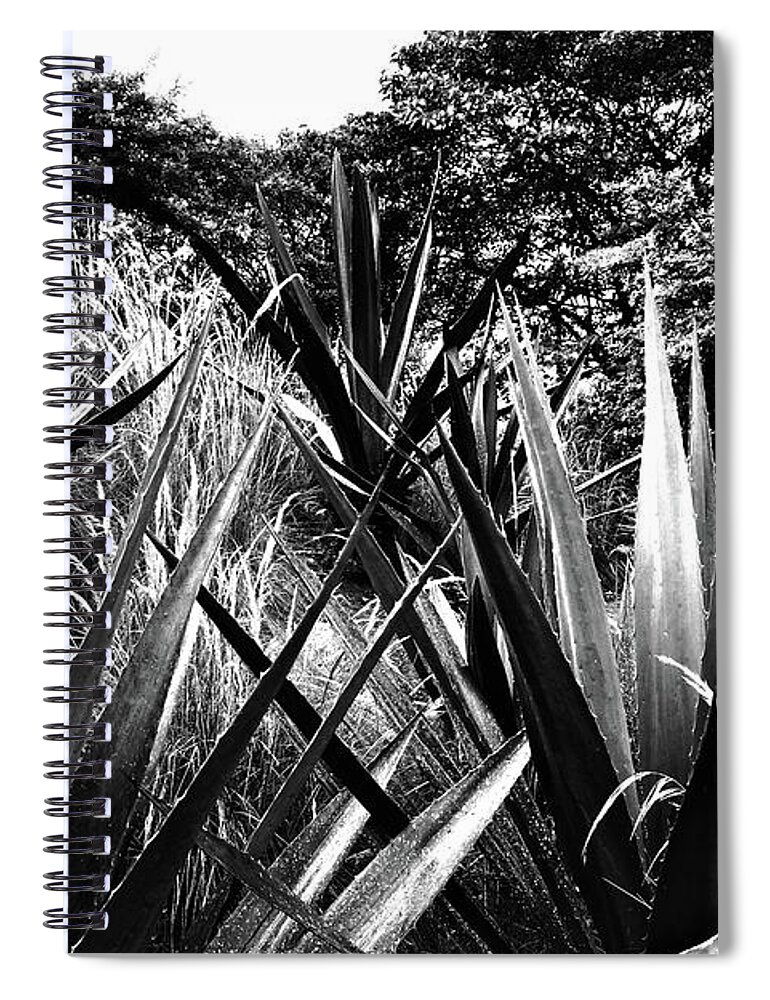 Agave Spiral Notebook featuring the photograph Agave by Cassandra Buckley